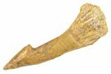 Fossil Sawfish (Onchopristis) Rostral Barb - Morocco #260941-1